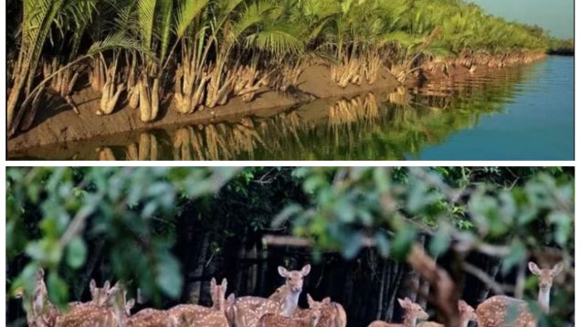 বিশাল জীববৈচিত্র্যের ভাণ্ডার সুন্দরবন