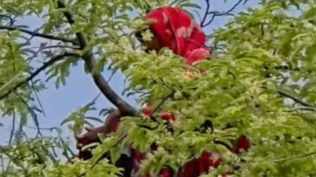 গভীর রাতে নিখোঁজ, তেঁতুল গাছের মগডালে মিলল গৃহবধূ