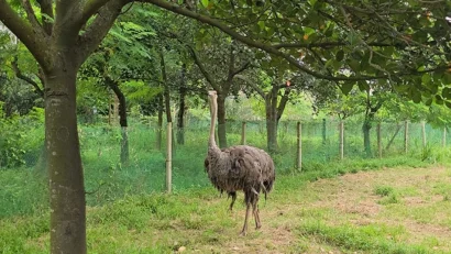 ১৩৪ কোটি টাকার গবেষণা প্রকল্প: ২২টি উটপাখির ১৫টিই জবাই, প্রশ্ন বৈজ্ঞানিক যৌক্তিকতা নিয়ে