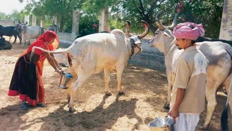 ভারতে কৃষকদের কাছ থেকে গোমূত্র কিনছে সরকার