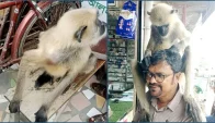 কাঁধের ক্ষত দেখিয়ে সাংবাদিকের কাছে চিকিৎসা নিল বিরল কালোমুখ হনুমান