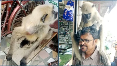 কাঁধের ক্ষত দেখিয়ে সাংবাদিকের কাছে চিকিৎসা নিল বিরল কালোমুখ হনুমান