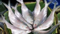 দুর্গাপূজার আগে বাংলাদেশি ইলিশ চায় ভারত, রপ্তানি নিষেধাজ্ঞা তুলে নেওয়ার আবেদন