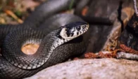 ব্রাজিলের ‘সাপের দ্বীপ’, কেন সেখানে সাধারণ মানুষের প্রবেশ নিষিদ্ধ